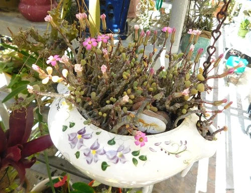 Miniature Tylecodon schaeferianus Cuttings - Free Flowering Pink Variety - Succulent Caudex Plant for Rock Gardens