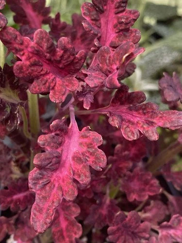 Live Rooted Cutting Black Dragon Coleus - 2 Inch Pot - Indoor/Outdoor Plant - Coleus scutellarioides