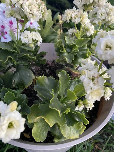 Succulent Cuttings 3-Pack White Kalanchoe Blossfeldiana Easy Care Indoor Outdoor Plant