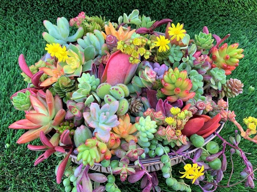 Colorful Succulent Cuttings | 10 Unrooted Varieties | Baby Succulents for Planting | Ideal for Beginners | Freshly Cut
