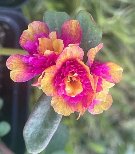Double Dragonfruit Cuttings - 5 Rooted Cuttings - Portulaca Oleracea - Full Sun & Partial Sun - US Seller