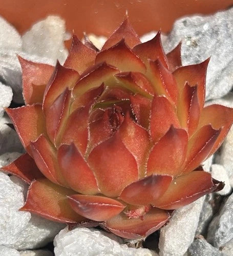 Live Succulent Plant | Sempervivum Black | Drought & Cold Tolerant | Sempervivum spp. | Bare Root Shipping