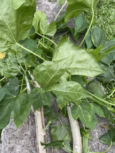 Hawaiian Chaya Tree Spinach Cuttings 5 Pack | Cnidoscolus aconitifolius | Nutrient-Dense Superfood Starter | Volcanic Soil Genetics