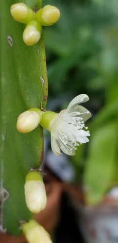 Rhipsalis Cuttings - 4 Inch Epiphytic Cactus - Yellow/Cream Blooms - Rhipsalis cereoides - Brazil - Easy Care Succulent