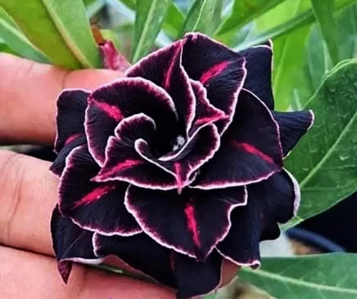 Adenium Obesum Desert Rose Seedling Plant, Small 4"-6", Deep Space Variety, Well Rooted, Perfect for Indoor Gardening