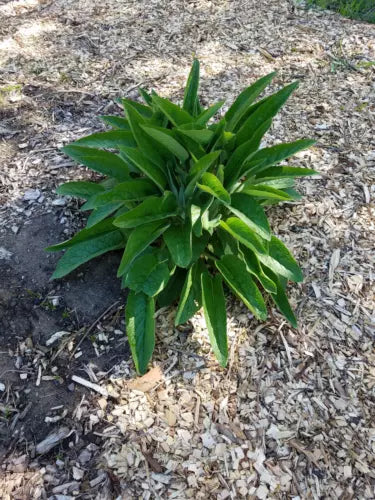 5 Comfrey Root Cuttings - 1-3" Bocking 14 (Symphytum × uplandicum) - Perennial Plant for Pollinators & Soil Health
