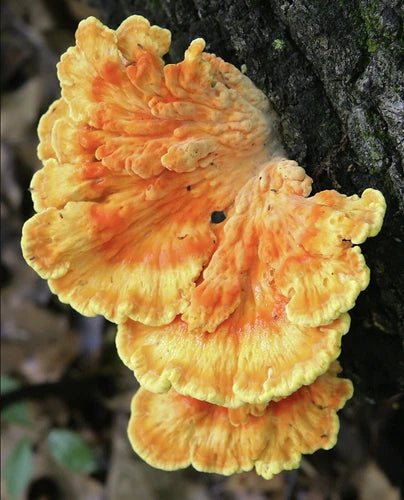 Chicken of the Woods Mushroom Liquid Culture 10ml - Laetiporus sulphureus - Fast Growing, Vibrant Orange Edible Mushroom