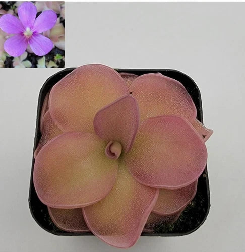 Bare-Root Carnivorous Plant Butterwort Pinguicula pirouette - Small 1.5-2 inch Diameter, Unique Color Change Under Light