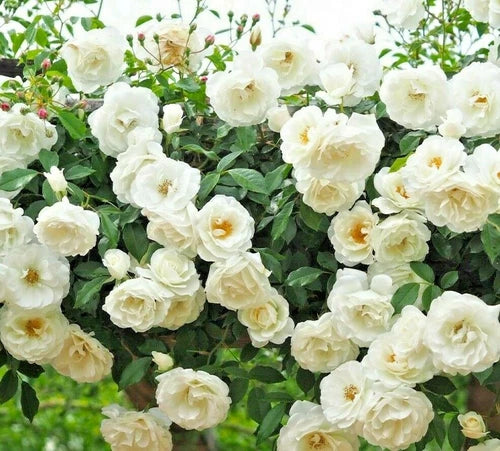 Fresh Live Rose Plant Cuttings - 50 Rose Seeds - Colorful Varieties for Garden - Rosa spp.