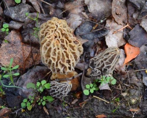 Morel Mushroom Grow Kit - Organic Morel Habitat Kit® - Guaranteed Spawn for Home Gardening - Morchella esculenta