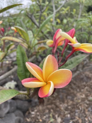 Candy Stripe Plumeria Cutting 10in Unrooted - Plumeria rubra - Pink Yellow Orange Bloom - Fresh Single Head Plant