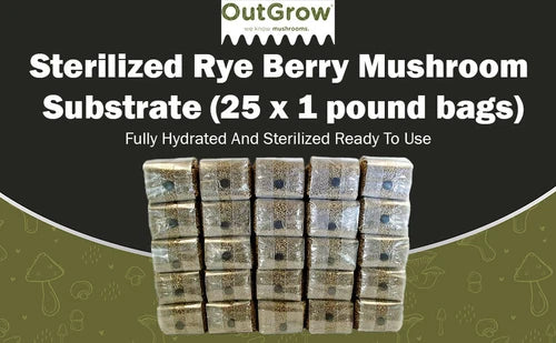 Sterilized Rye Berry Mushroom Substrate 5 lbs with Self Healing Injection Port - Secale cereale