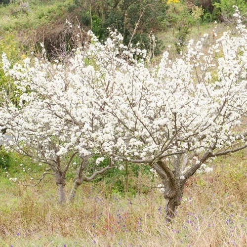 Wild Plum Cuttings Set of 12 Unrooted - Prunus Americana - 6 to 8 Inches - Hardy Zones 3-8 - Missouri Grown Plant Cuttings