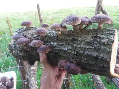 Organic Shiitake Mushroom Liquid Culture 10ml - Lentinula edodes, Fast-Growing, Gourmet, Sterile, Easy to Grow, Contamination-Free