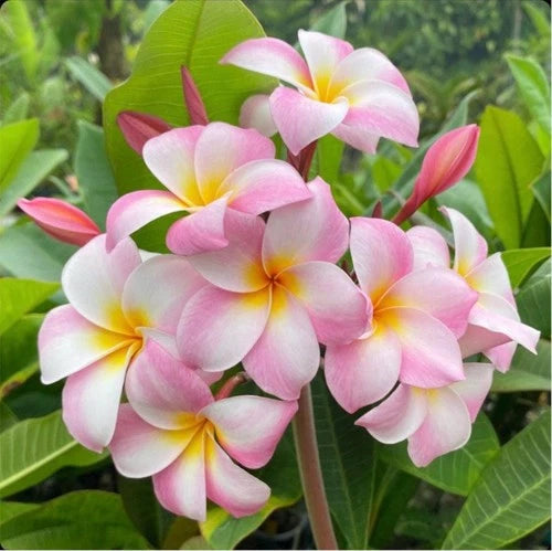 Rooted Plumeria Plant Cutting - Moir Pink - 15" with 3 Tips - Frangipani (Plumeria spp.) - Tropical Plant for Garden Decor