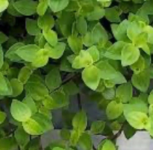 Dwarf Bolivian Wandering Jew Cuttings (60) - Tradescantia Repens for Propagation, Indoor Plant Gift