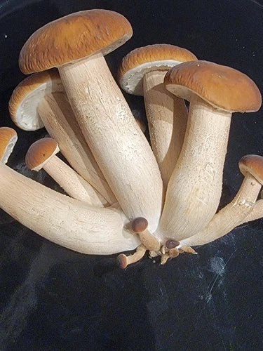 Velvet Pioppino Mushroom Liquid Culture Syringe - 10+ ml - Agrocybe aegerita - Gourmet Black Poplar Mushroom Cultivation