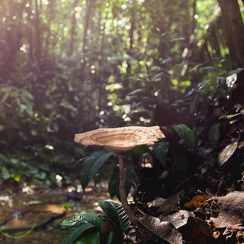 Tiger Milk Mushroom Liquid Culture - Lignosus rhinocerus - Premium Quality for Home Growers and Culinary Use