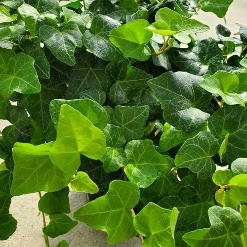 English Ivy Cuttings 4'' Rooted Live Plant Hedera helix - 12 Bare Root for Easy Planting, No Pot, Ships Without Soil to Oregon