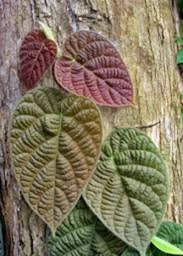 Ficus Villosa Cuttings - 3 Fresh Indoor/Outdoor Plant Cuttings - Easy to Root - Ficus villosa