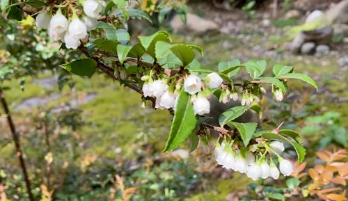 6 Cuttings Evergreen Huckleberry Edible Plant - Vaccinium Ovatum - Tasty Berries, Pacific Northwest Native, Glossy Leaves