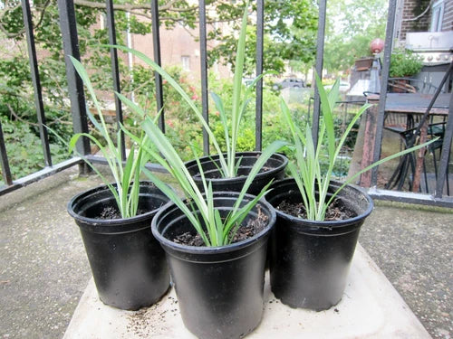 Healthy Green Spider Plants - 4 Rooted 4" - 8" High - Chlorophytum comosum - Easy to Grow Houseplants, Perfect for Propagation