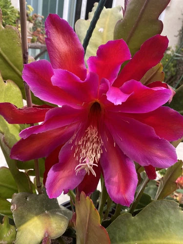 Rare Epiphyllum Cuttings - 5" to 8" Fuchsia Orchid Cactus - 2 Pieces, Unique Houseplant for Collectors - Epiphyllum spp.