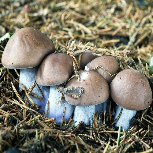 Blue Foot Mushroom Liquid Culture - Clitocybe sordida - Unique Blue Color, High Viability for Easy Cultivation