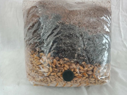 All-in-One Mushroom Grow Bag Kit 3.5 lb Sterilized Pleurotus ostreatus/Agaricus bisporus Fast Shipping Home Cultivation