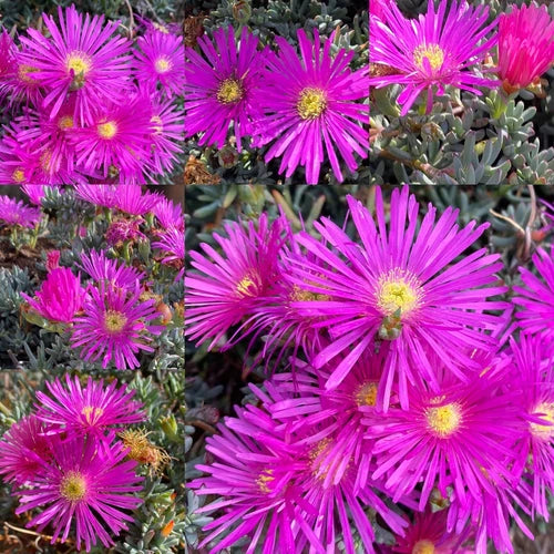 15 Magenta Cooper's Ice Plant Cuttings - Delosperma Cooperi - Organic Succulent Cuttings from California - Easy to Grow