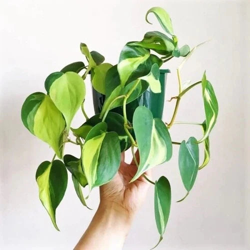 Brazilian Pothos Cuttings - Heart Leaf - Philodendron Cordatum - 3 Cuttings - Live Plant for Home Decor