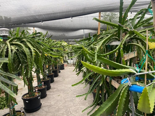 Small Dragon Fruit Cuttings 5" for Grafting - Multiple Varieties Including Purple Haze - Hylocereus spp.