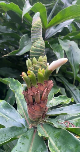 Yellow Spiral Ginger Cuttings - 5 Rooted Dimerocostus strobilaceous - Organic Hawaii Grown - Easy to Root, USDA Inspected