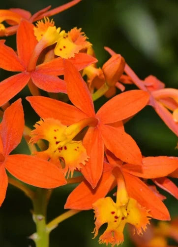 Epidendrum radicans Orange Bare Root Reed Stem Orchid - Exotic Houseplant for Home and Garden Decor