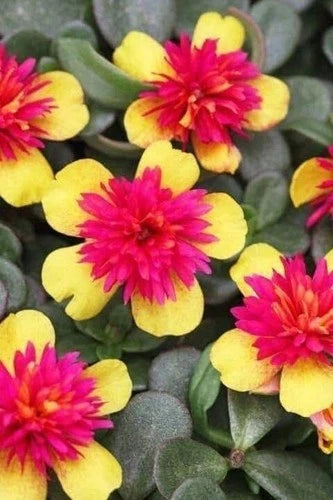 Double Guava Cuttings - Portulaca Oleracea - Purslane - 5 Cuttings - US Seller