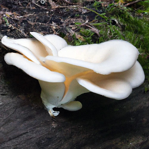 Abalone Mushroom Liquid Culture - Pleurotus cystidiosus - Gourmet Edible Mushroom Growing Kit for Home Cultivation