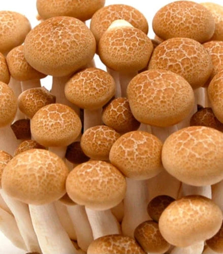 Beech Mushroom Liquid Culture Syringe 10-12ml Hypsizygus tessulatus - Gourmet Mushroom Growing Kit with Free Gift