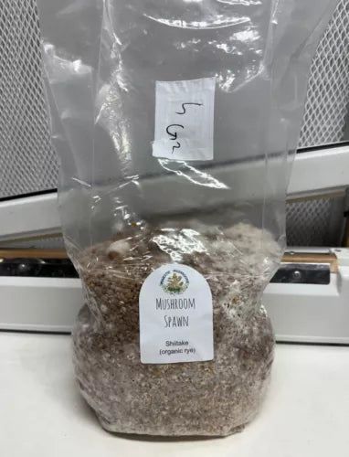 Shiitake Spawn G2 4lbs Organic Rye Grain - Shiitake 3790 Mushroom Growing Kit