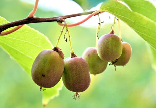 **Hardy Kiwi Cuttings 6-Pack - Organic Seedless Polar Arctic Kiwi Vine (Actinidia Arguta) - 4F + 2M, Easy to Root**