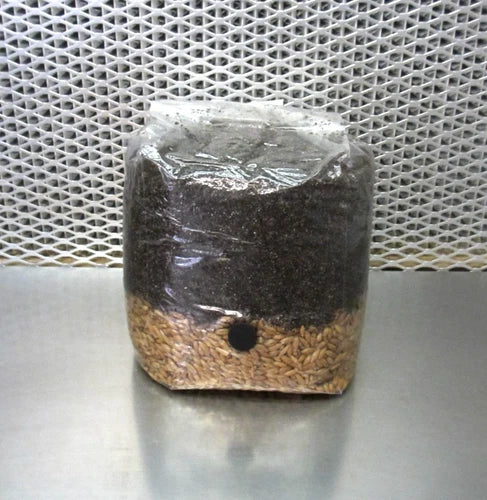 All In One Mushroom Grow Bag 4 LB Dung Lovers Substrate with Injection Port - Agaricus bisporus Cultivation Kit