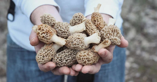 Morel Mushroom Spores Grow Kit in Sawdust Bag - Morchella Variety for Home Garden Cultivation