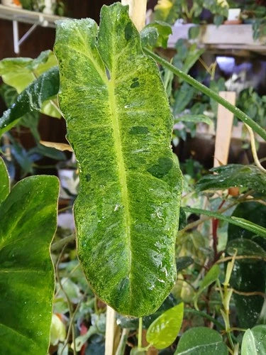 Unrooted Philodendron Paraiso Verde Cuttings - Variegated ×5 - Ideal for Plant Lovers, Houseplant Propagation