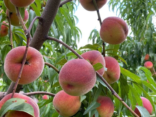 Lot of 10 Nemaguard Peach Cuttings - 7 to 9 Inches - Prunus Persica - Ideal for Grafting and Propagation