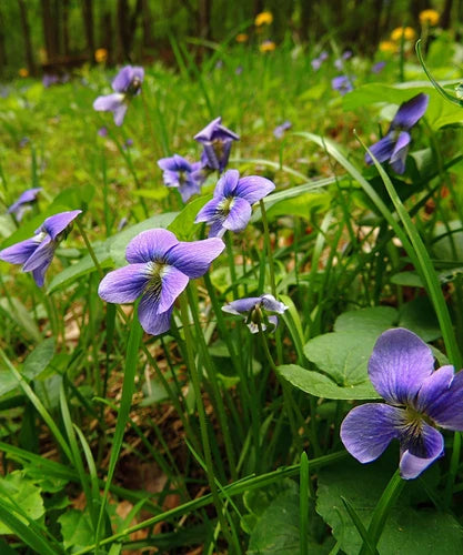 Wild Violets Plant Flowers - 10 Bare Root Perennial Edible Ground Cover - Viola spp. - Easy Care for Gardens & Containers