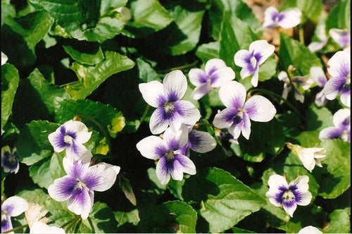 Wild Violets Mix - 10 Bare Root Perennial Plants (Purple & White) - Viola sororia - Edible & Hardy Pollinator Flowers
