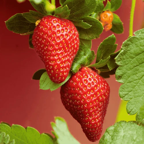 Bare Root Strawberry Plants - Archer Variety - June-Bearing - Non-GMO - Fragaria x ananassa