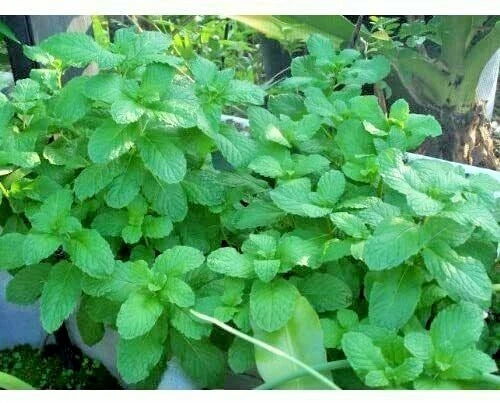 Mojito Mint Plant - Live Herb, 4-7" Tall Non-GMO, Perennial Mint (Mentha x villosa) for Drinks and Cooking
