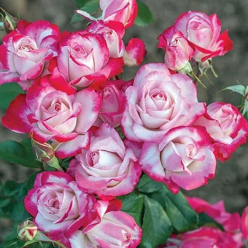Candy Cane Cocktail™ Shrub Rose - 1 QT Live Plant - Bi-Color White & Pink Blooms - Rosa 'Meiriansois' PP 28,661