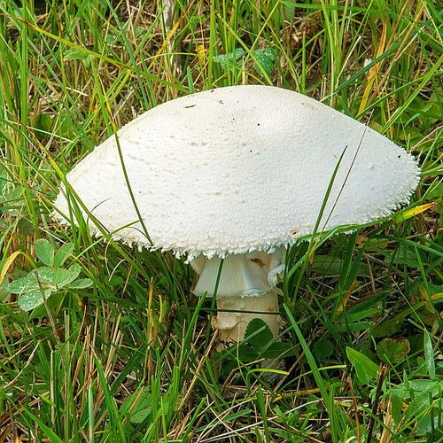 Horse Mushroom Liquid Culture Syringe 12cc - Agaricus arvensis - Edible Mushroom Cultivation Starter for Home Growers