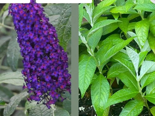 Buddleja davidii "Dark Dynasty" Live Plant - Deep Purple Butterfly Bush, 1 Rooted Bare Root Plant